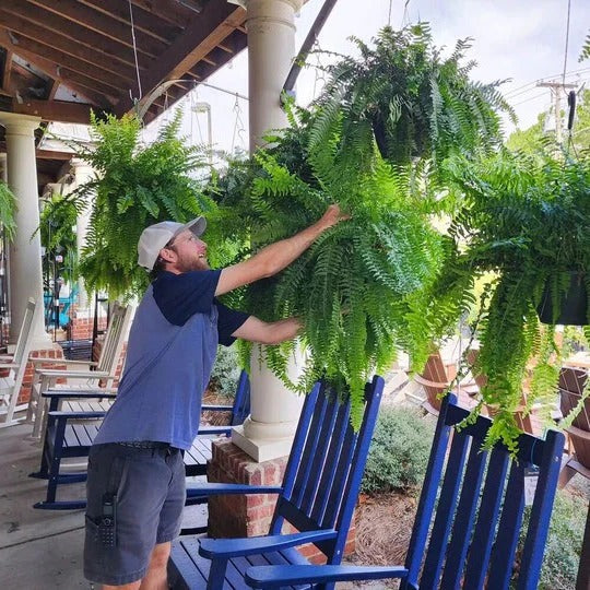 Artificial Boston Fern with 18 Full Fronds and Washable UV-Stable Material, Indoor/Outdoor Valideals Outlet