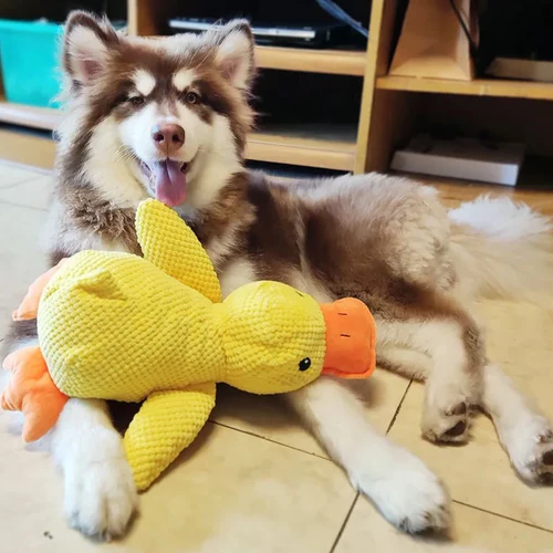 Squeaky Dog Toy with Low Quack Squeaker and Duck Plush Body, 25 x 22 Cm Valideals Outlet